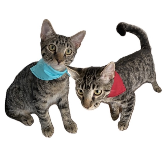 Reggie in Bowties | Pet Bandana In Red - Picture 5 of 12